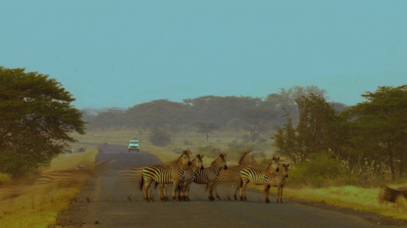 Zebras stand in a road at sunset in Tanzania.