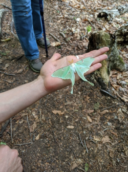 A green moth in a student's hand.
