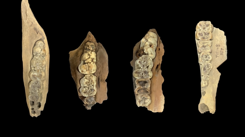 A selection of pig teeth against a black background 