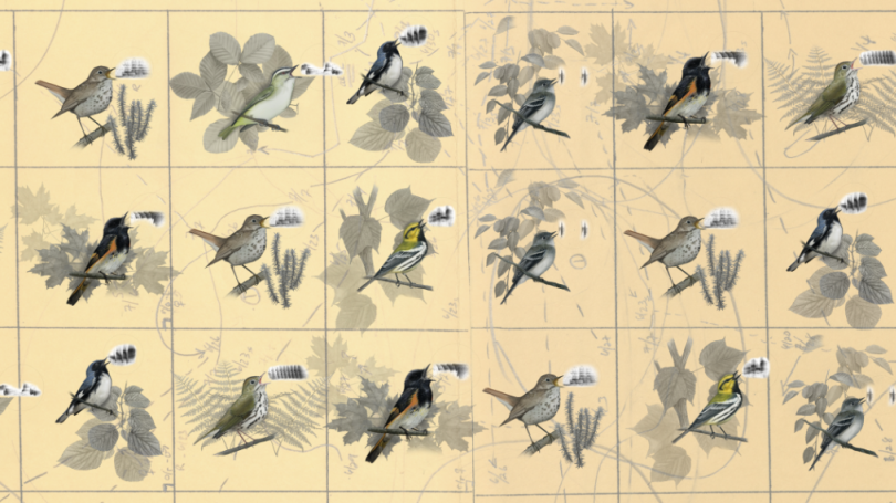 Illustration of birds singing in a grid against a tan background