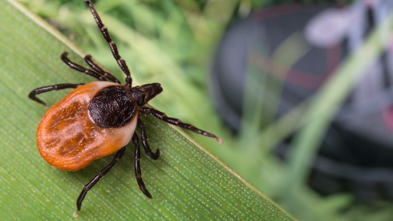 close up photo of a tick on a blade of grass.