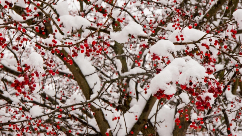 winter-berries